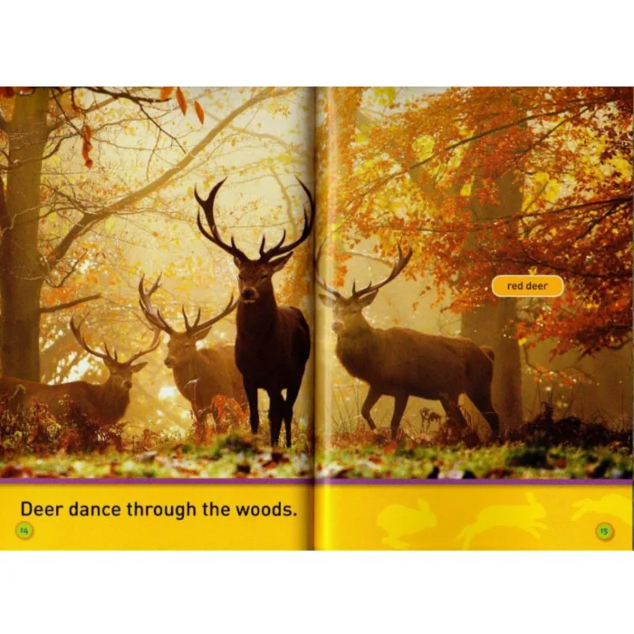 National Geographic Kids - Hop, Bunny! Explore the Forest - Ảnh 4