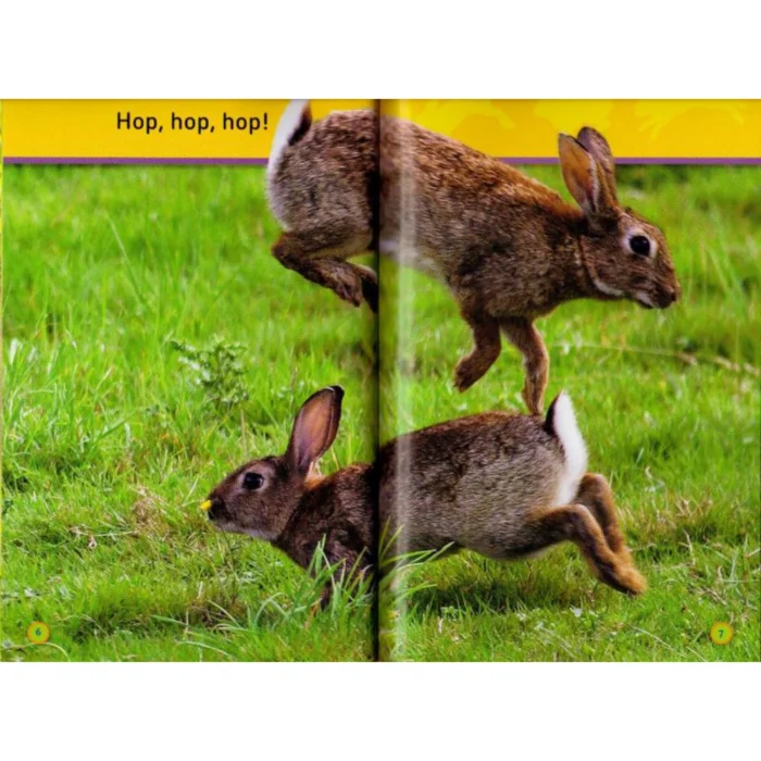 National Geographic Kids - Hop, Bunny! Explore the Forest - Ảnh 3